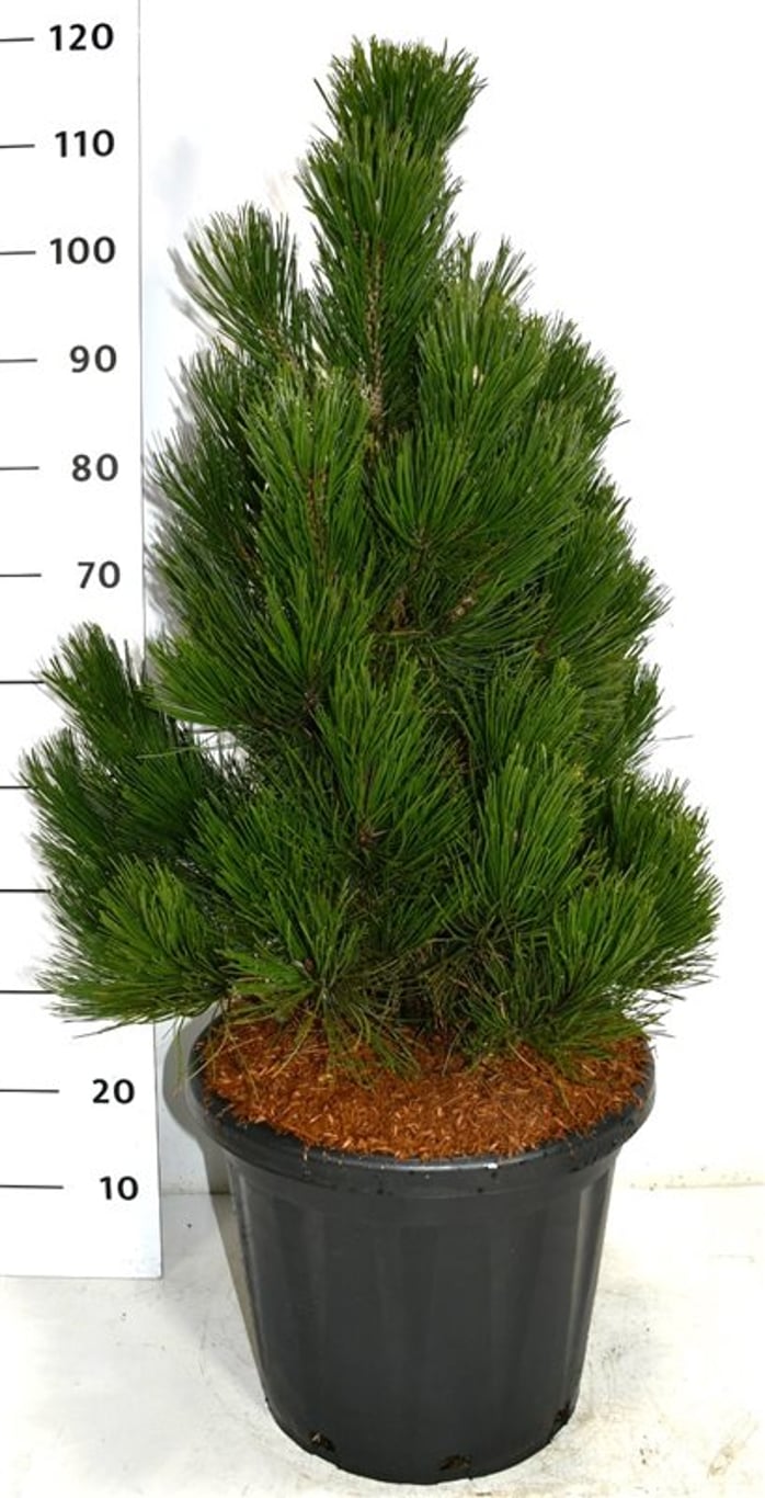 Pinus heldreichii 'Little Dracula' - C25 80-90 CM